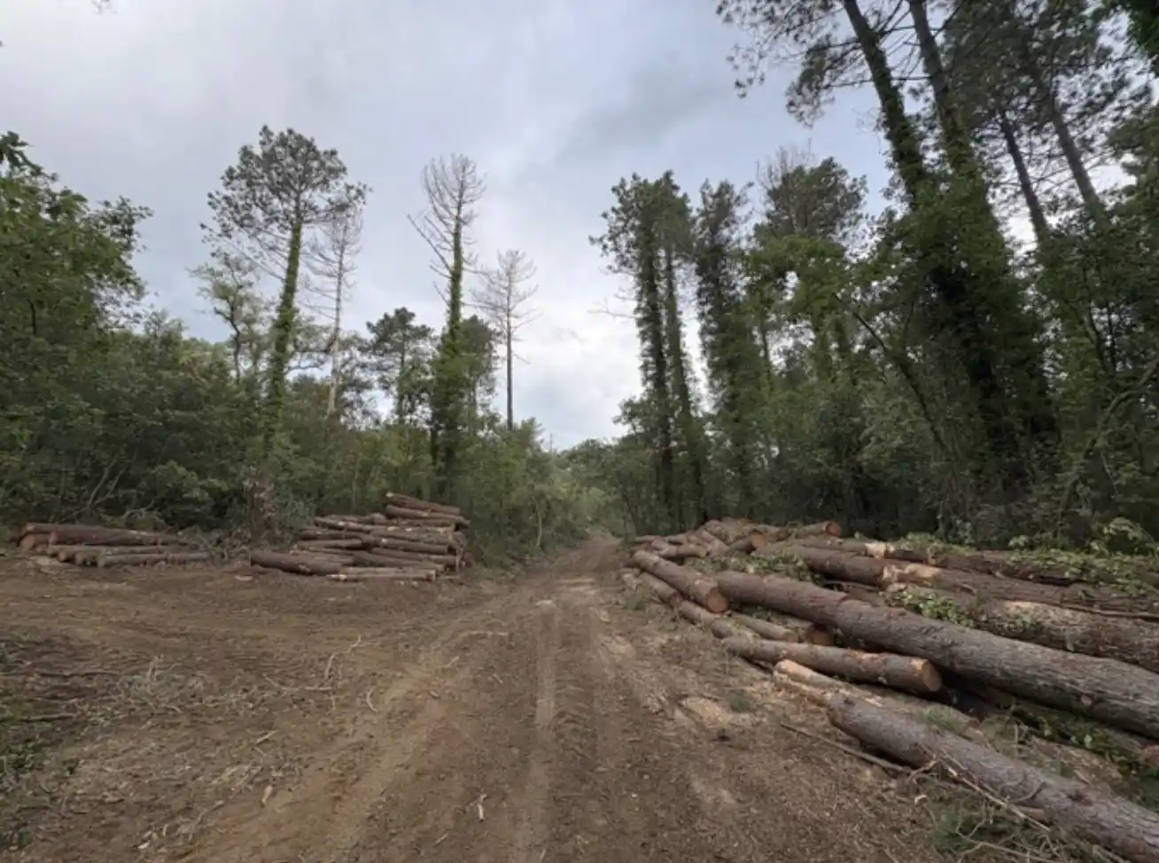 "Informe preliminar Treballs forestals Can Carbonell - 14/05/2026"